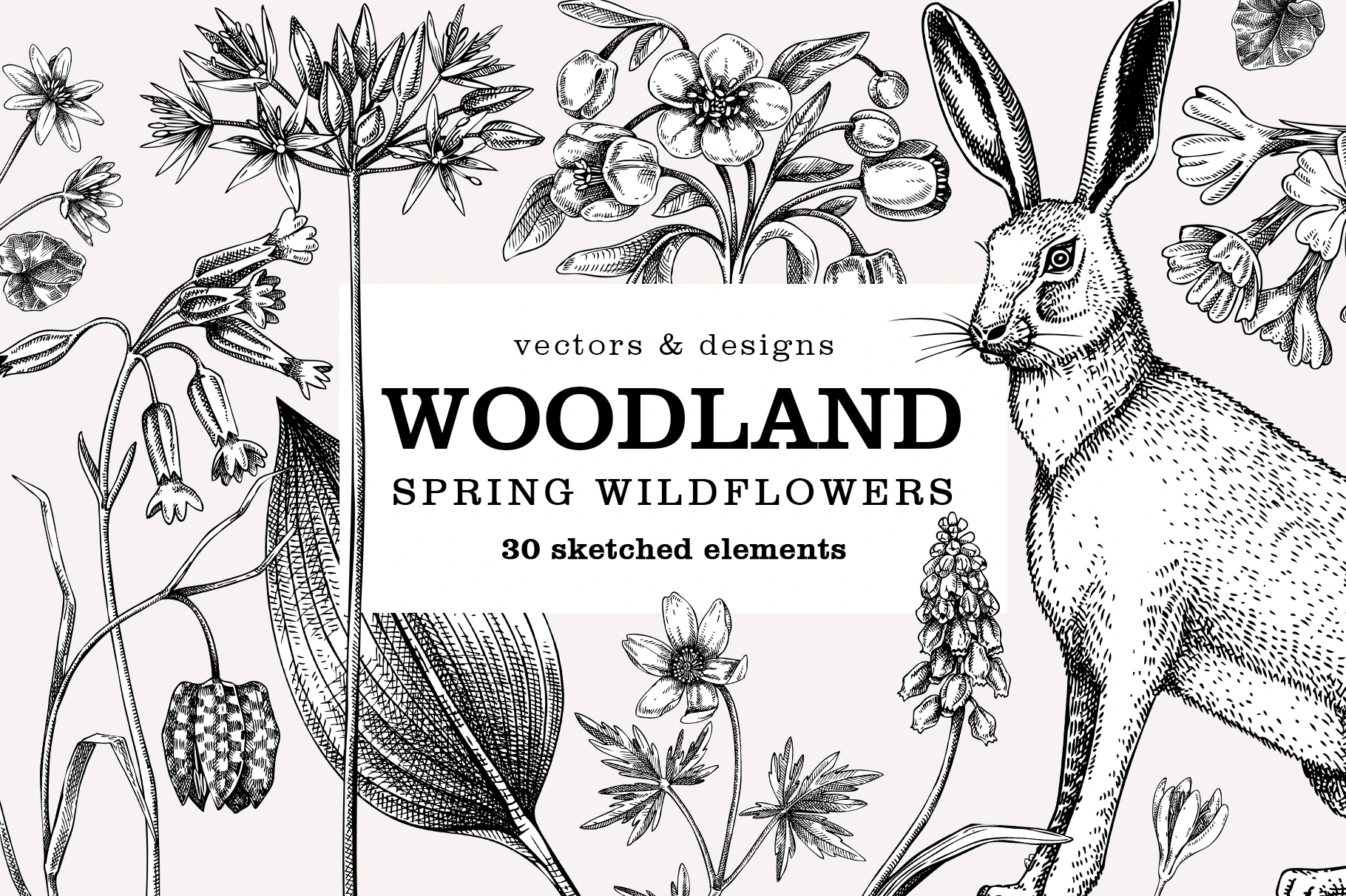 Spring wildflowers collection. Woodland plants and flowers vector sketches. Illustration